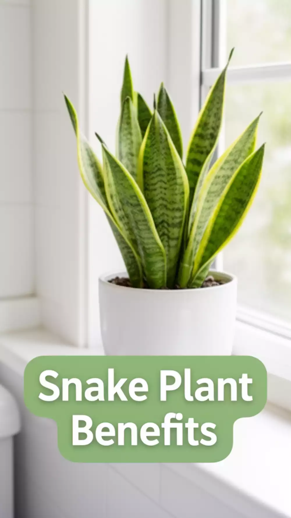 Snake Plant on a Bathroom Windowsill That Purifies Air in a Small Space