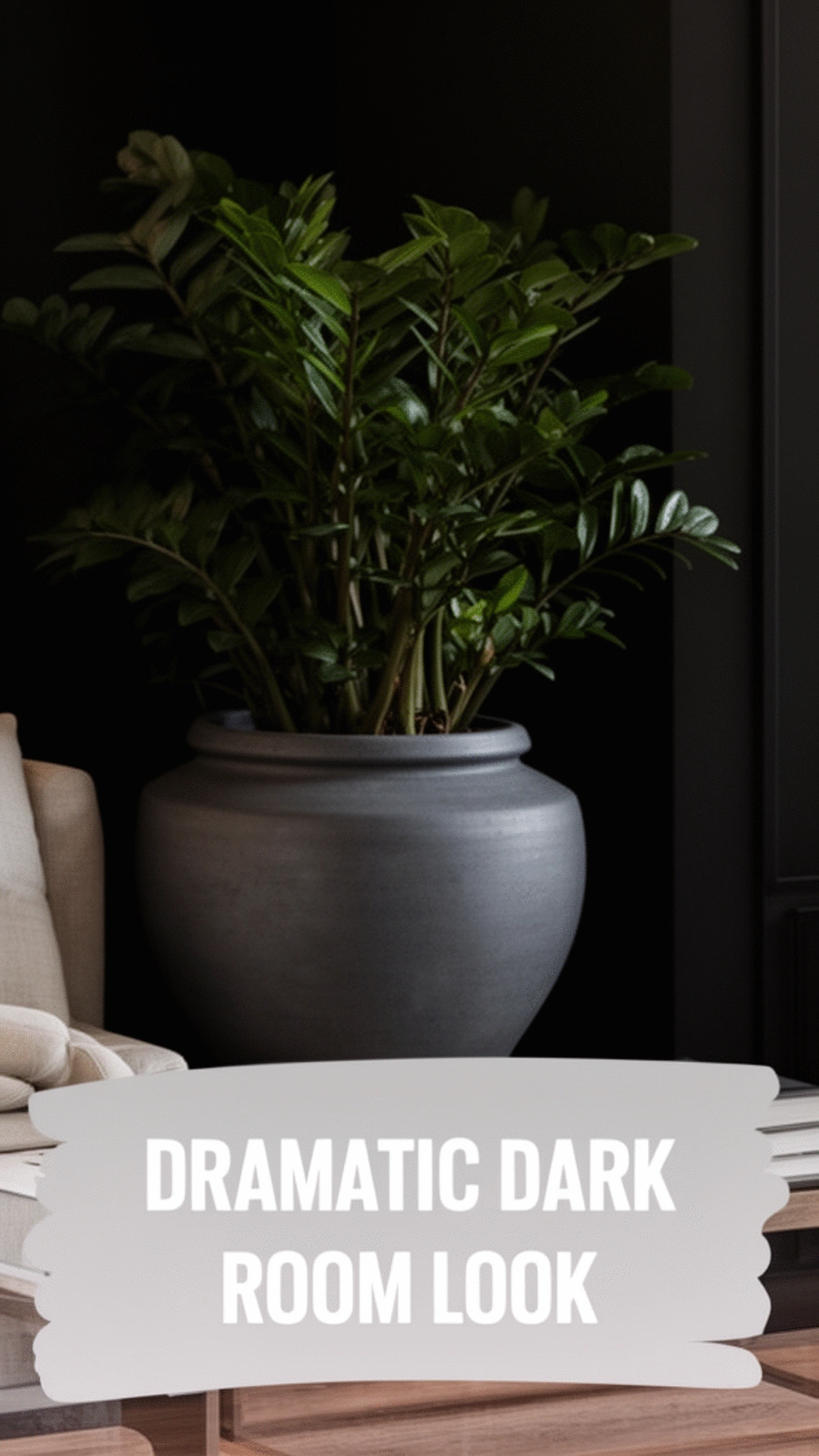 Cast Iron Plant in a Matte Charcoal Planter for a Dramatic Dark Room Look