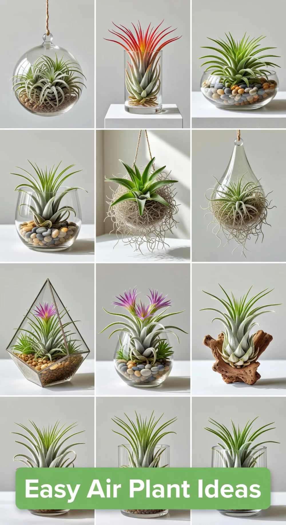 Air Plant Display in a Glass Terrarium That Needs No Soil at All