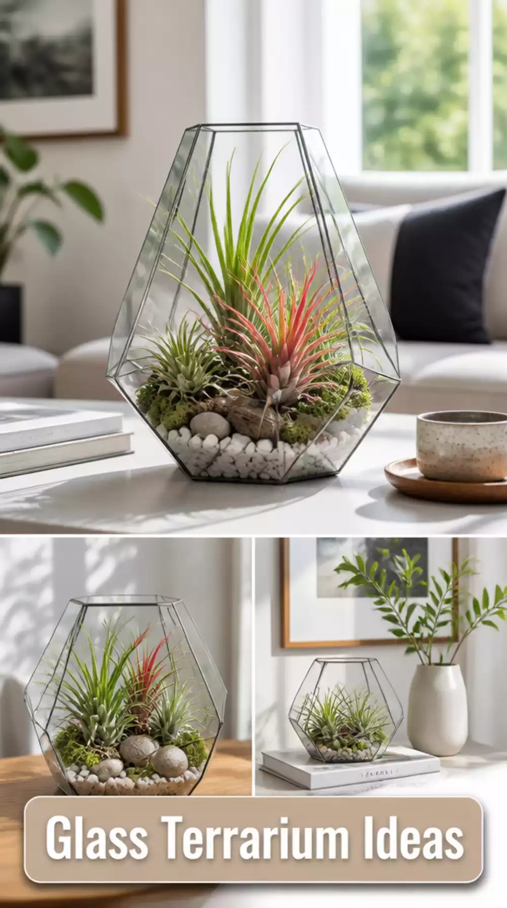 Glass Terrarium with Air Plants That Creates a Minimal Living Room Display