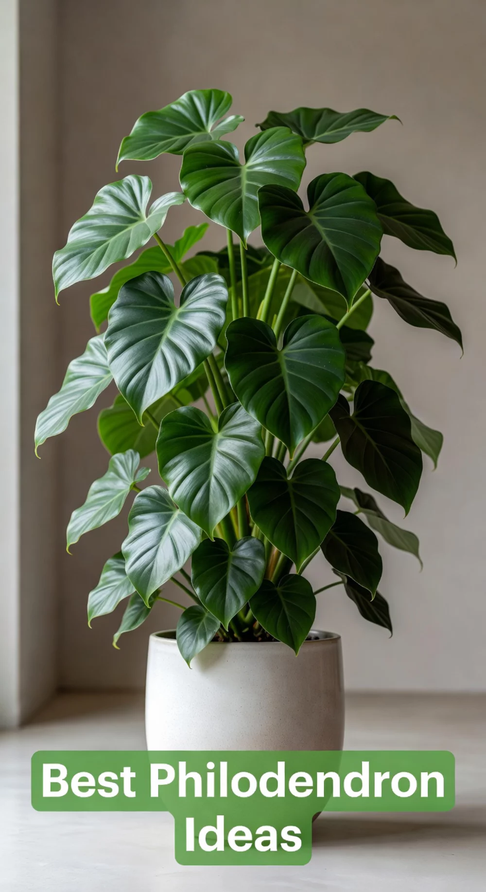 Philodendron in a Tall Ceramic Planter for a Lush Indoor Tropical Look