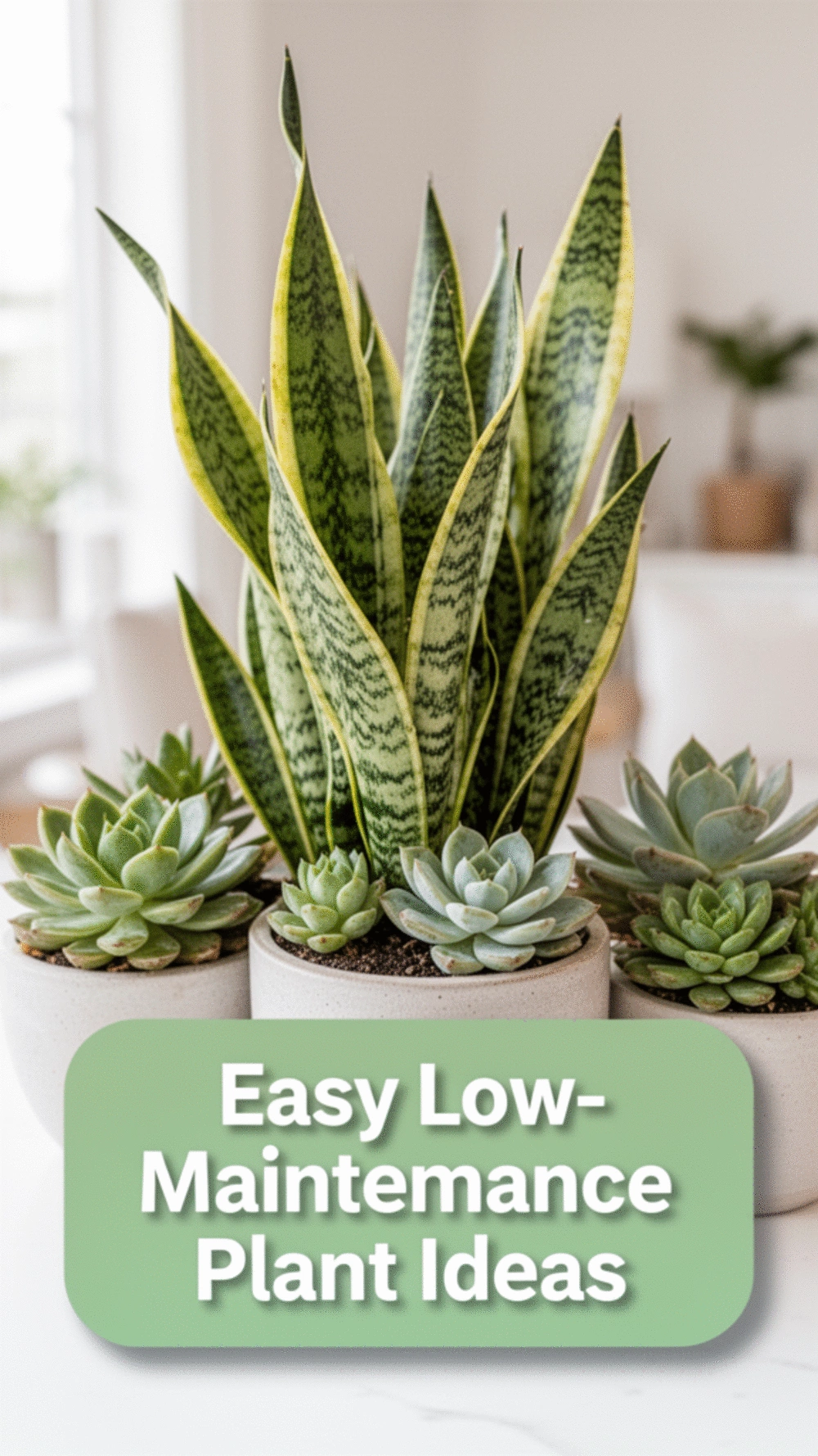 Discover the Best Low-Maintenance Greenery for a Calming Home