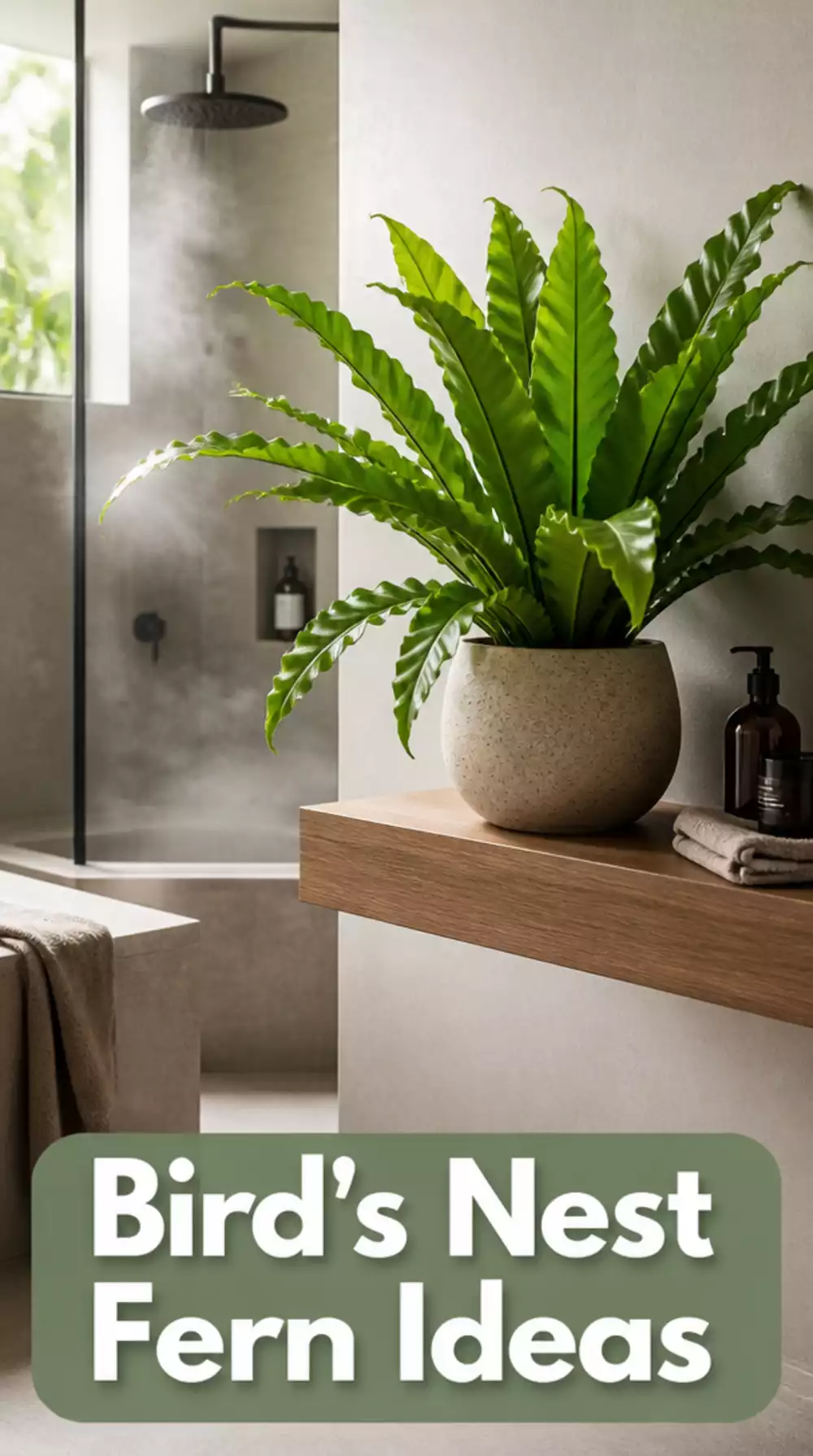 Bathroom Bird's Nest Fern on a Floating Shelf That Loves Shower Humidity