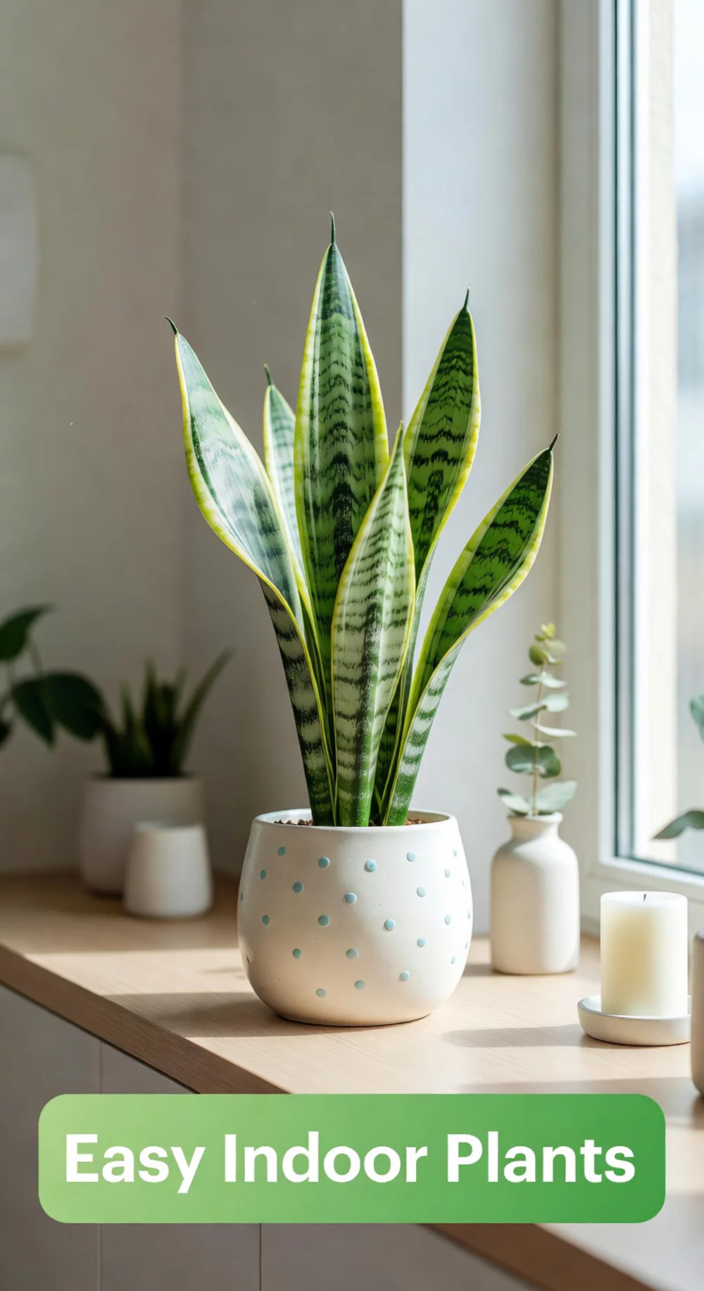 Compact Snake Plant in a Small Ceramic Pot Perfect for Apartment Windowsills