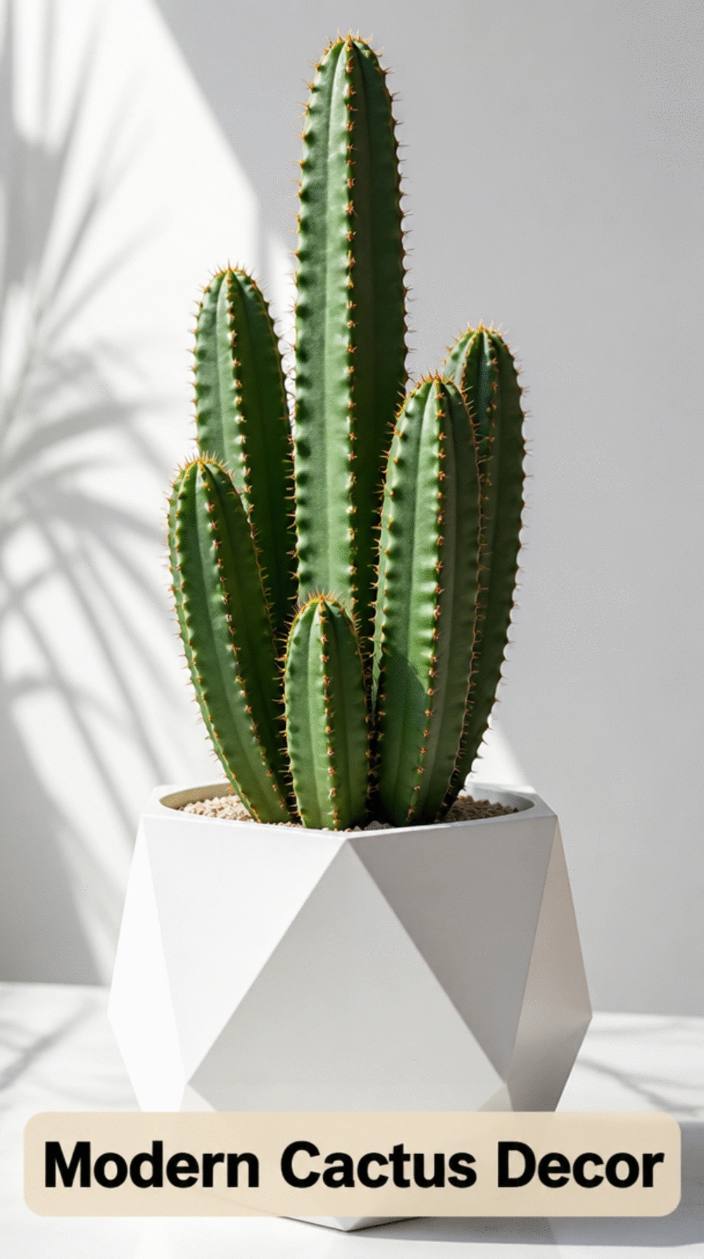 Architectural Cactus in a Geometric White Pot for a Modern Minimal Indoor Look