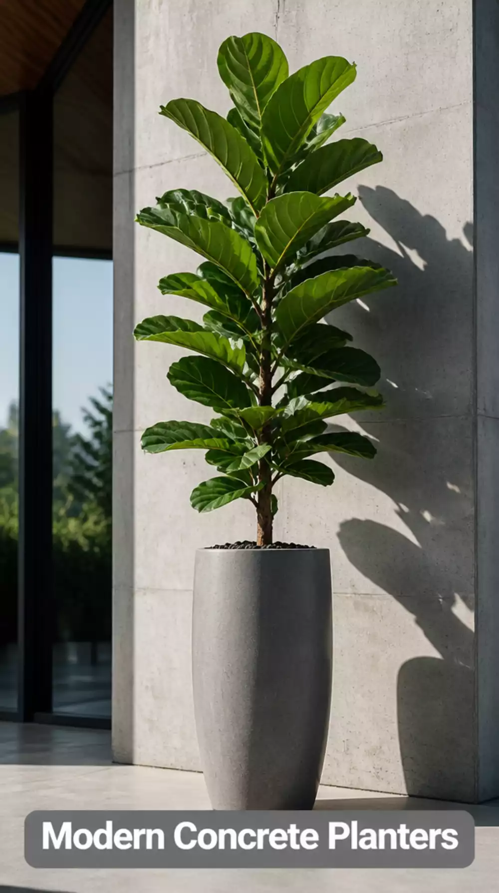 Fiddle Leaf Fig in a Slim Concrete Planter for a Modern Architectural Indoor Look