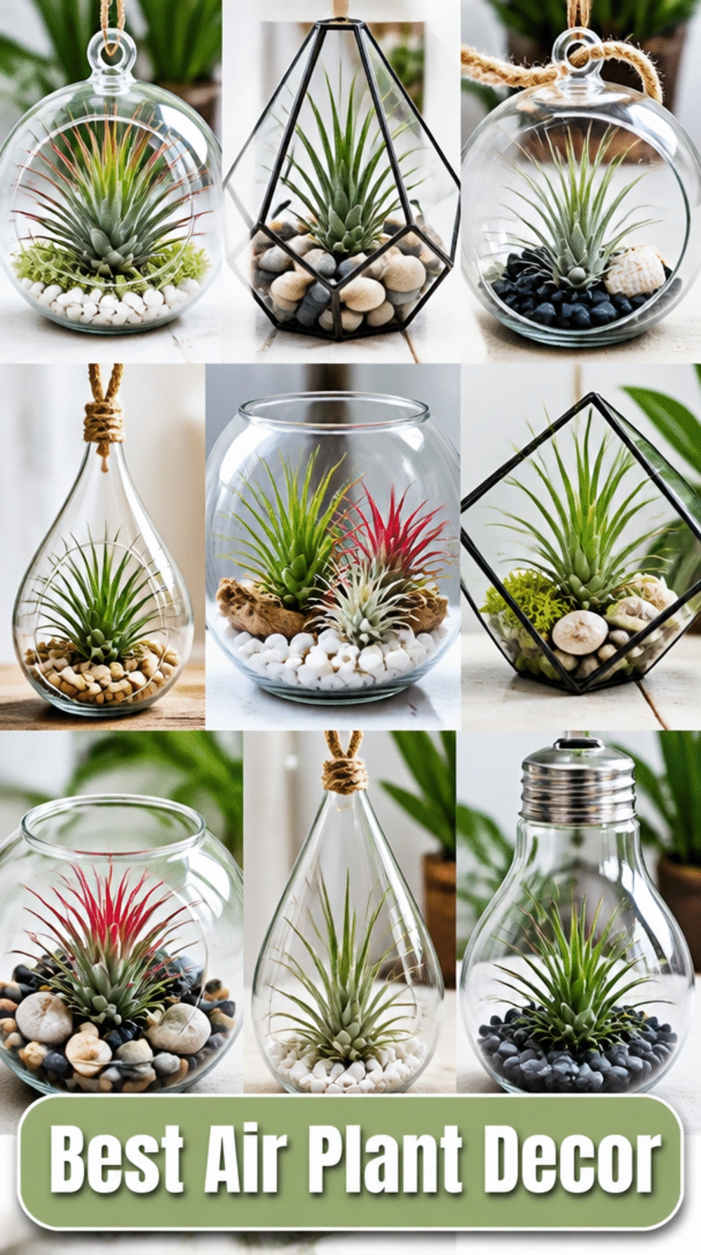Desk Air Plant in a Small Glass Terrarium That Needs No Soil and No Drainage