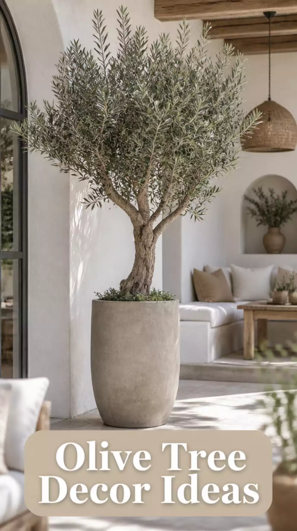 Statement Olive Tree Indoors in a Tall Concrete Planter for a Mediterranean Home Feel