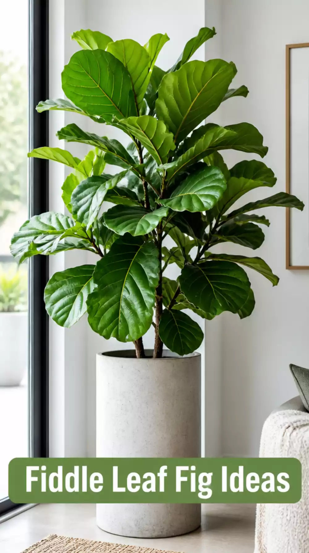 Entryway Statement Fiddle Leaf Fig in a Tall Concrete Planter That Greets at the Door