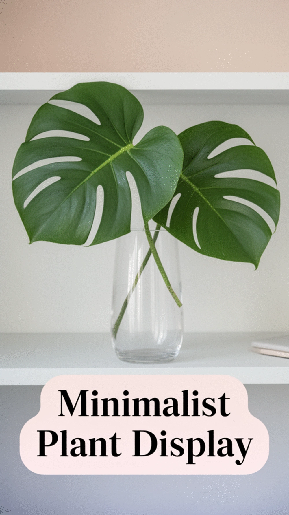 Monstera Cutting Propagated in a Clear Glass Vase as a Minimalist Shelf Display