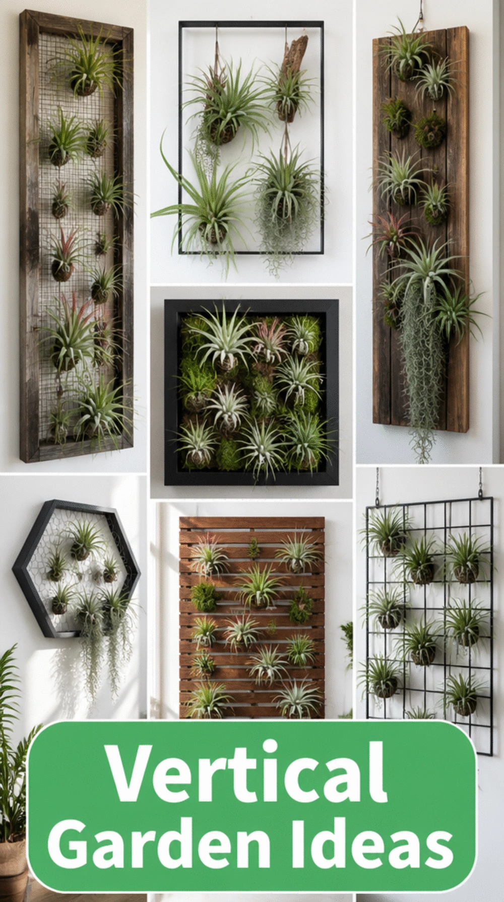 Vertical Garden Frame with Air Plants That Needs No Soil and Almost No Watering