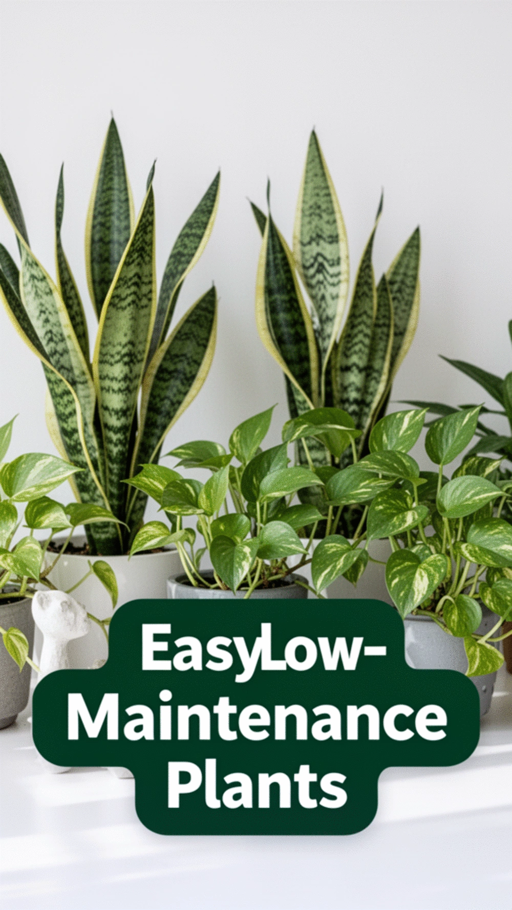 Best Low-Maintenance Plants for Small Spaces: Easy Care and Beautiful Decor
