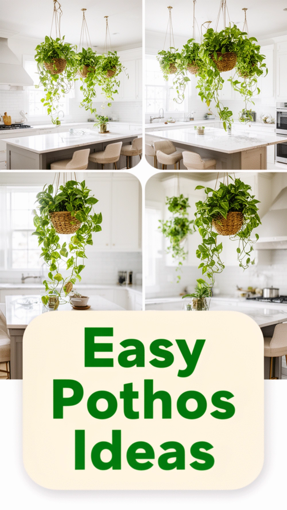 Pothos in a Kitchen Hanging Basket That Absorbs Common Household Toxins
