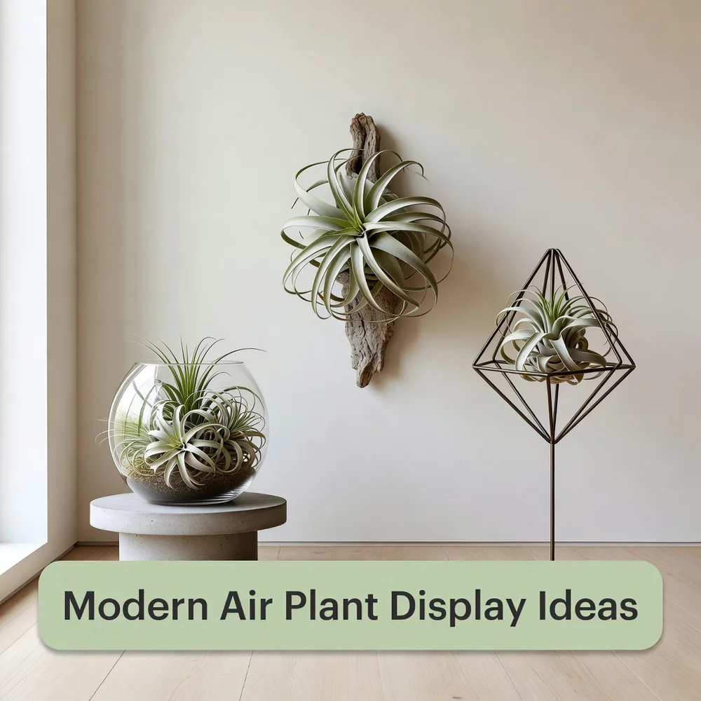 Modern Air Plant Display Ideas for Minimal Decor