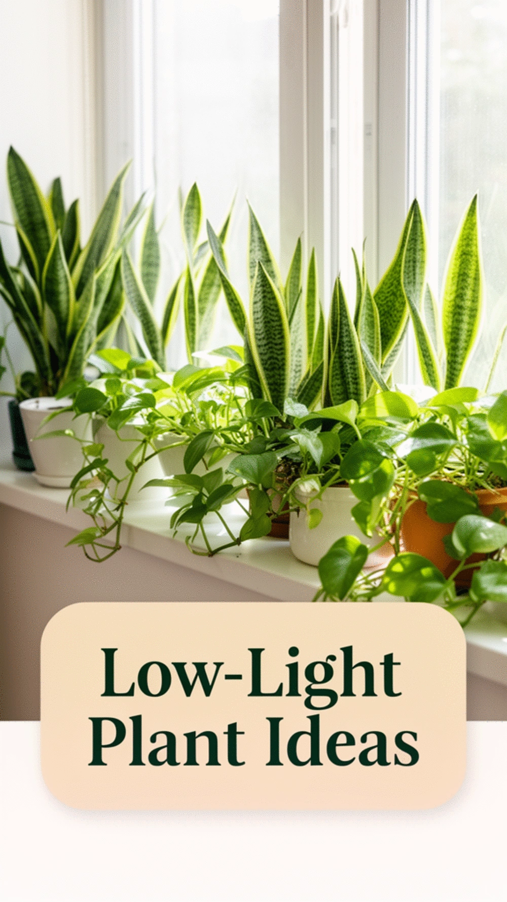 Why a Simple Window Sill Shelf Is the Best Spot for Low-Light Plants