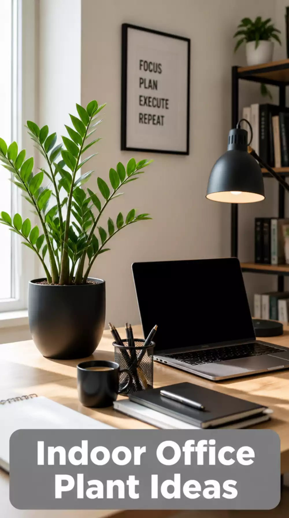 Home Office Desk ZZ Plant in a Matte Black Pot That Thrives Under Artificial Light