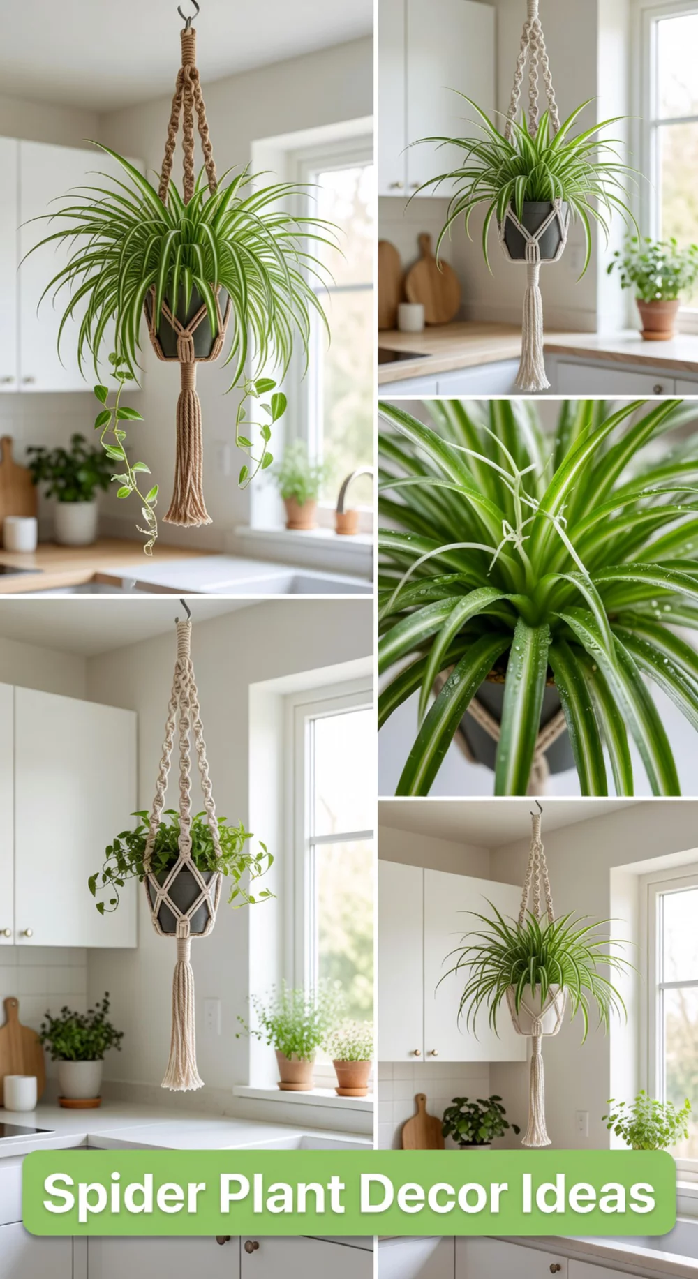 Spider Plant in a Hanging Planter That Purifies Air in Small Apartments