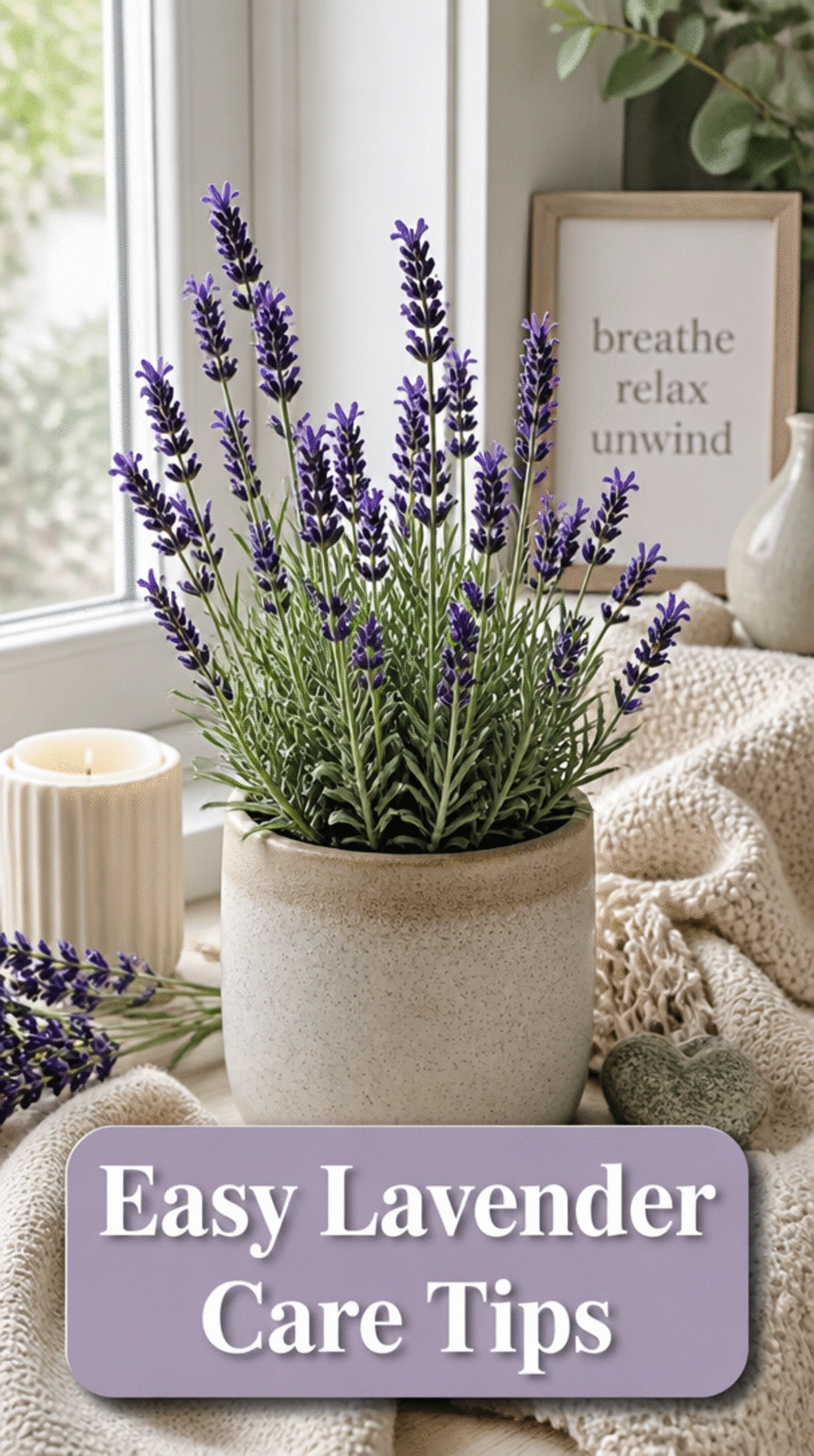 Lavender Plant in a Small Ceramic Pot on a Bedroom Windowsill for Calm Sleep