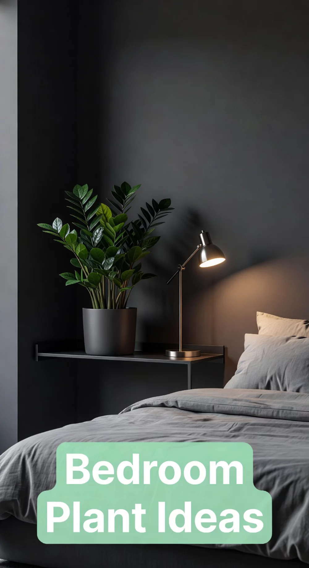 Bedroom ZZ Plant on a Floating Shelf for Dark Rooms