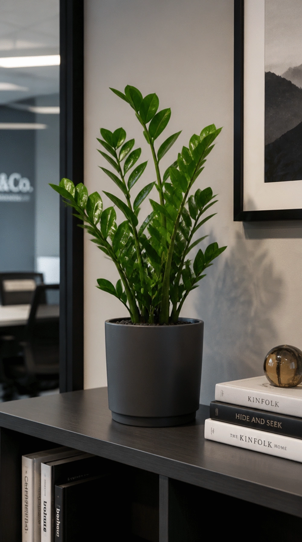 ZZ Plant on an Office Shelf That Stays Green Even Under Artificial Indoor Lighting