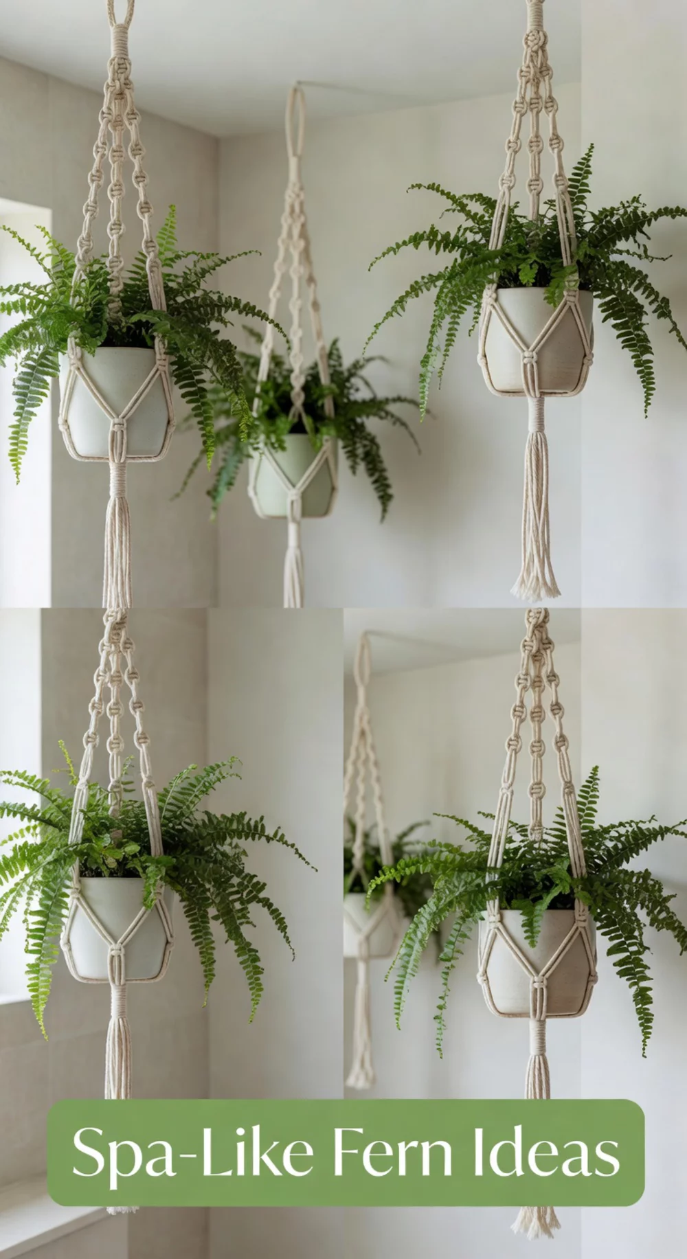 Bathroom Low-Light Fern in a Hanging Ceramic Pot for a Spa-Like Feel